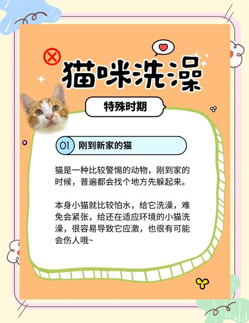  怎么给猫咪洗澡，怎么给猫咪洗澡不被抓-第3张图片-后鲨宠物