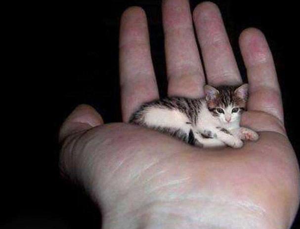 世界上最小的猫咪_世界上最小的猫咪长什么样-第1张图片-后鲨宠物 世界上最小的猫咪_世界上最小的猫咪长什么样-第1张图片-后鲨宠物