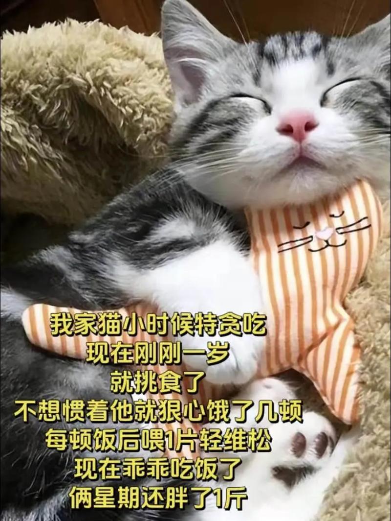 猫咪可以吃面条吗,猫最爱吃的20种食物?-第2张图片-后鲨宠物 猫咪可以吃面条吗,猫最爱吃的20种食物?-第2张图片-后鲨宠物