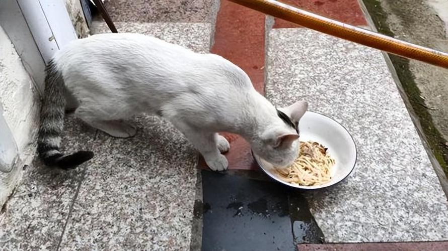 猫咪可以吃面条吗,猫最爱吃的20种食物?-第3张图片-后鲨宠物 猫咪可以吃面条吗,猫最爱吃的20种食物?-第3张图片-后鲨宠物