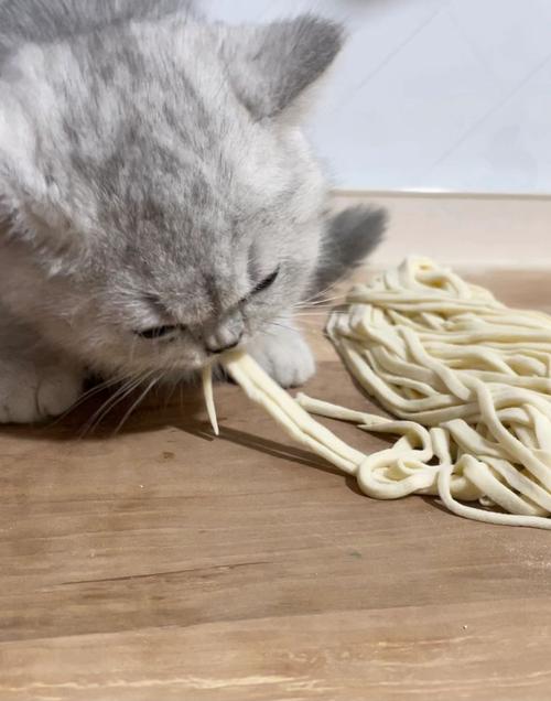 猫咪可以吃面条吗,猫最爱吃的20种食物?-第5张图片-后鲨宠物 猫咪可以吃面条吗,猫最爱吃的20种食物?-第5张图片-后鲨宠物