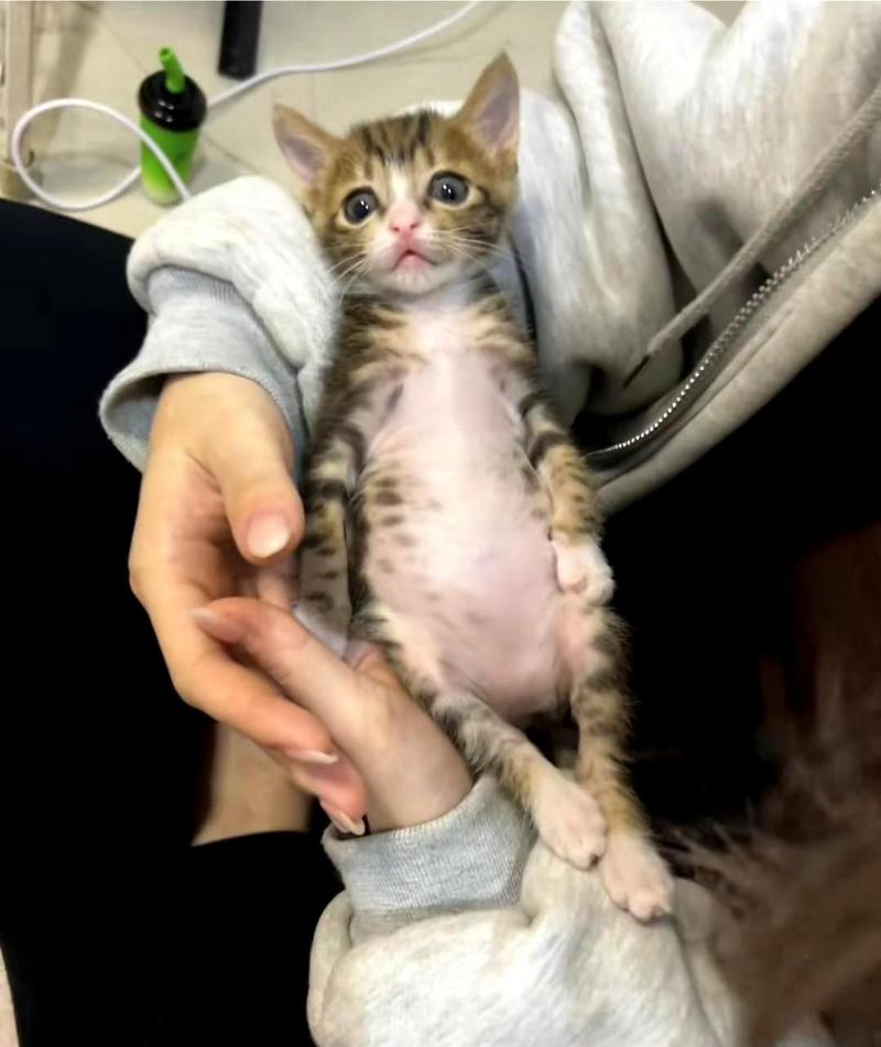 猫咪吃撑了的症状,猫咪吃撑了怎么办?-第1张图片-后鲨宠物 猫咪吃撑了的症状,猫咪吃撑了怎么办?-第1张图片-后鲨宠物