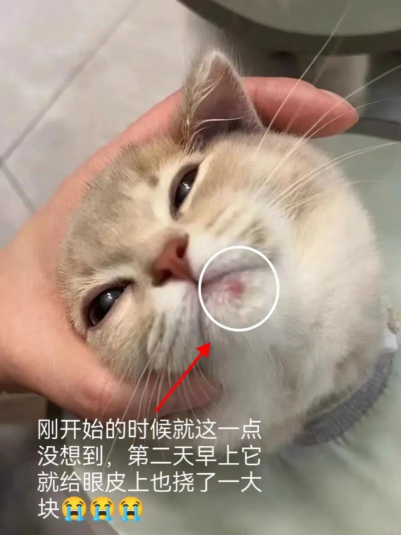 猫咪吃撑了的症状,猫咪吃撑了怎么办?-第3张图片-后鲨宠物 猫咪吃撑了的症状,猫咪吃撑了怎么办?-第3张图片-后鲨宠物
