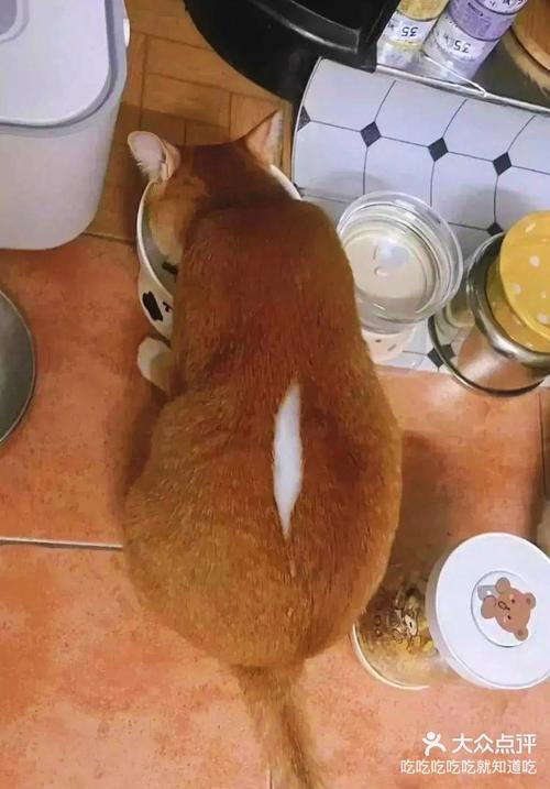 猫咪吃撑了的症状,猫咪吃撑了怎么办?-第5张图片-后鲨宠物 猫咪吃撑了的症状,猫咪吃撑了怎么办?-第5张图片-后鲨宠物