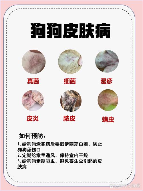 狗狗螨虫皮肤病怎么治_狗狗得了螨虫皮肤病用什么药好-第6张图片-后鲨宠物 狗狗螨虫皮肤病怎么治_狗狗得了螨虫皮肤病用什么药好-第6张图片-后鲨宠物