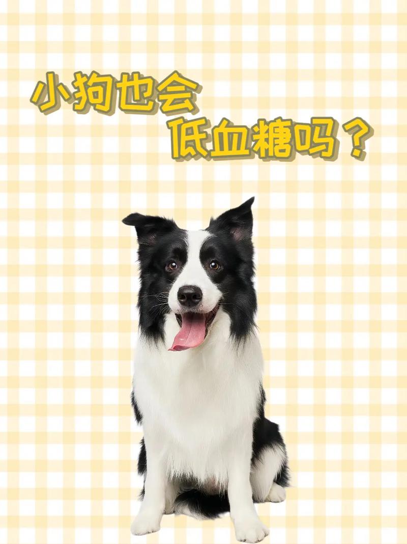 狗狗低血糖多久能恢复_狗狗低血糖几天能缓过来-第1张图片-后鲨宠物 狗狗低血糖多久能恢复_狗狗低血糖几天能缓过来-第1张图片-后鲨宠物