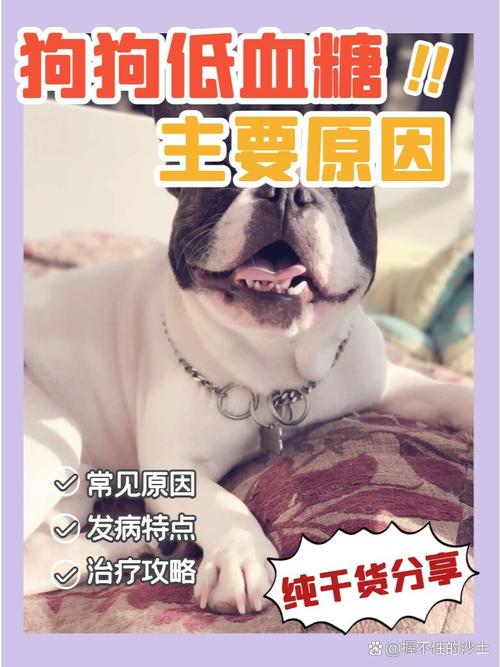 狗狗低血糖多久能恢复_狗狗低血糖几天能缓过来-第4张图片-后鲨宠物 狗狗低血糖多久能恢复_狗狗低血糖几天能缓过来-第4张图片-后鲨宠物