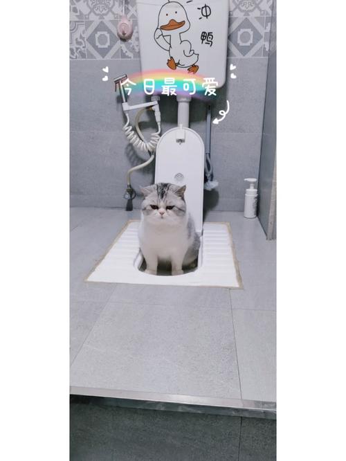 如何训练猫咪上蹲厕,怎样训练猫咪上坐便-第4张图片-后鲨宠物 如何训练猫咪上蹲厕,怎样训练猫咪上坐便-第4张图片-后鲨宠物