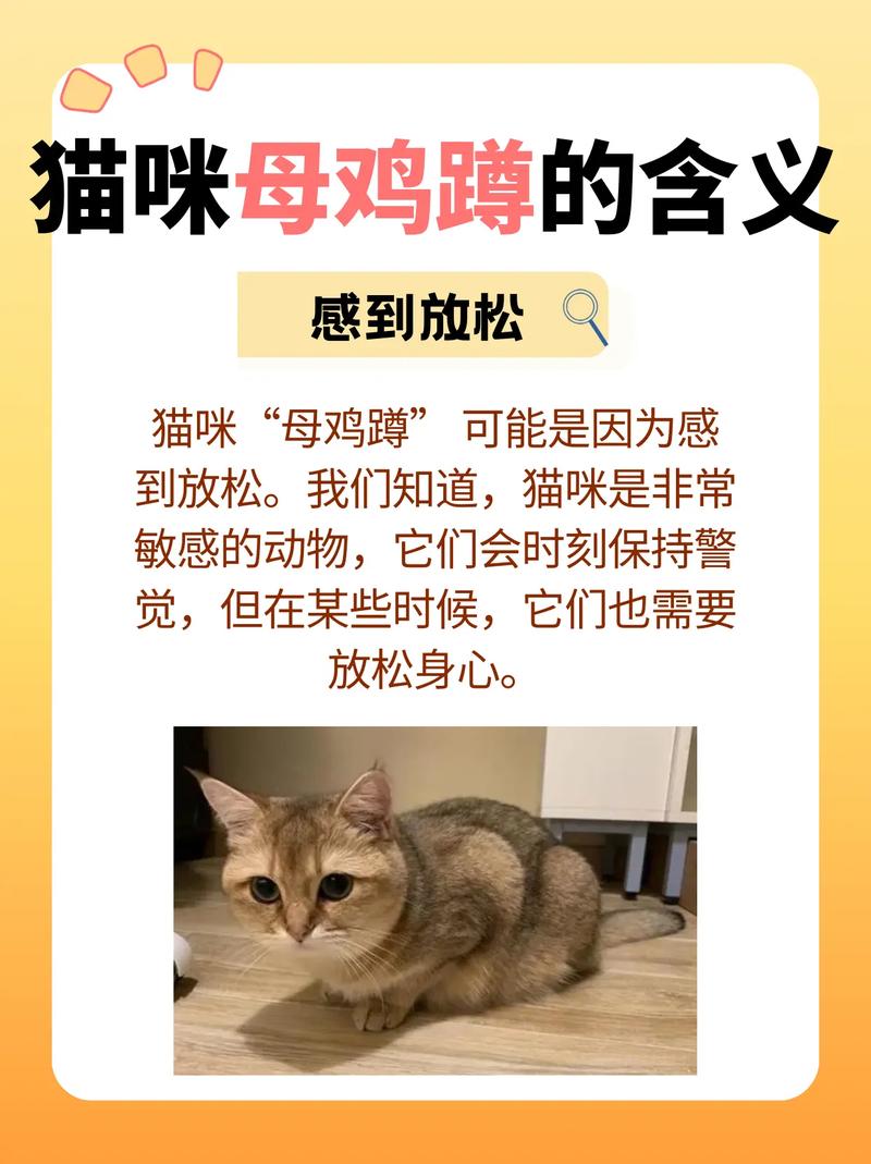 如何训练猫咪上蹲厕,怎样训练猫咪上坐便-第6张图片-后鲨宠物 如何训练猫咪上蹲厕,怎样训练猫咪上坐便-第6张图片-后鲨宠物