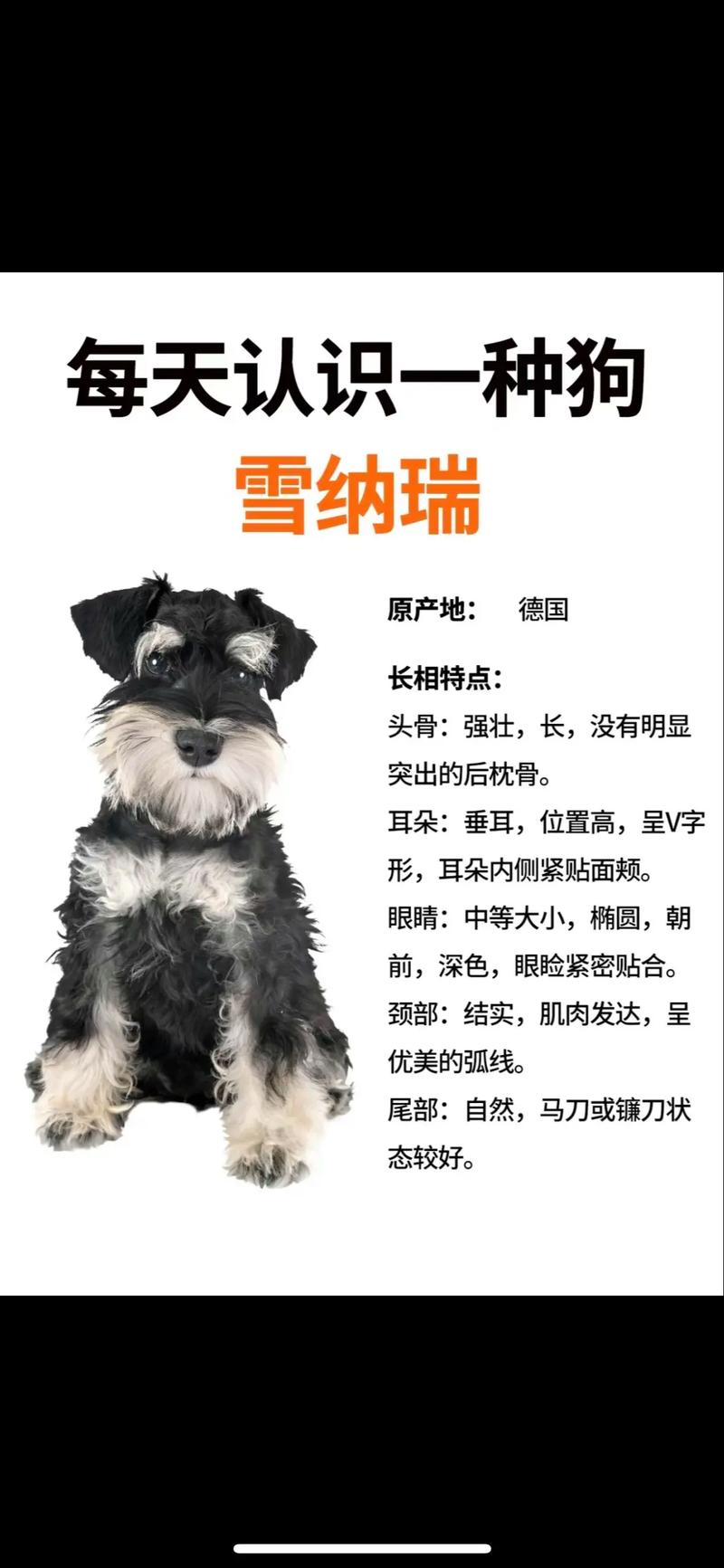 狗狗得了狗瘟怎么治_狗狗得了犬瘟该怎么办-第4张图片-后鲨宠物 狗狗得了狗瘟怎么治_狗狗得了犬瘟该怎么办-第4张图片-后鲨宠物