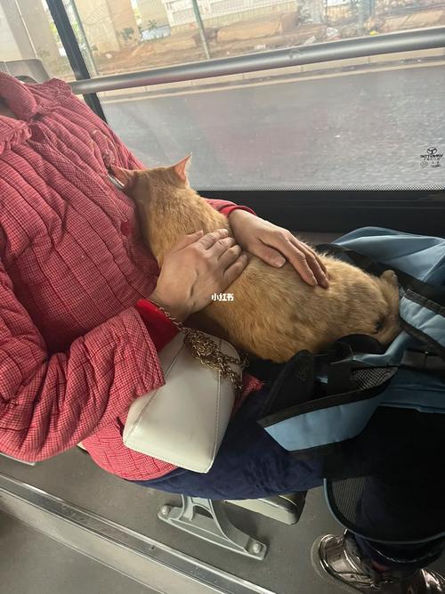 猫咪能上公交吗_猫咪能上公共汽车吗-第2张图片-后鲨宠物 猫咪能上公交吗_猫咪能上公共汽车吗-第2张图片-后鲨宠物