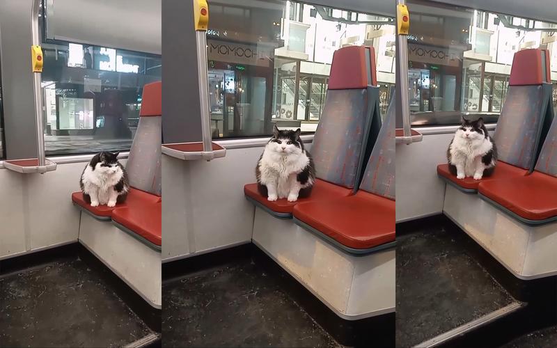 猫咪能上公交吗_猫咪能上公共汽车吗-第4张图片-后鲨宠物 猫咪能上公交吗_猫咪能上公共汽车吗-第4张图片-后鲨宠物