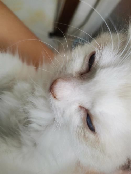 猫咪的胡子断了_猫咪的胡子可以剪吗-第1张图片-后鲨宠物 猫咪的胡子断了_猫咪的胡子可以剪吗-第1张图片-后鲨宠物