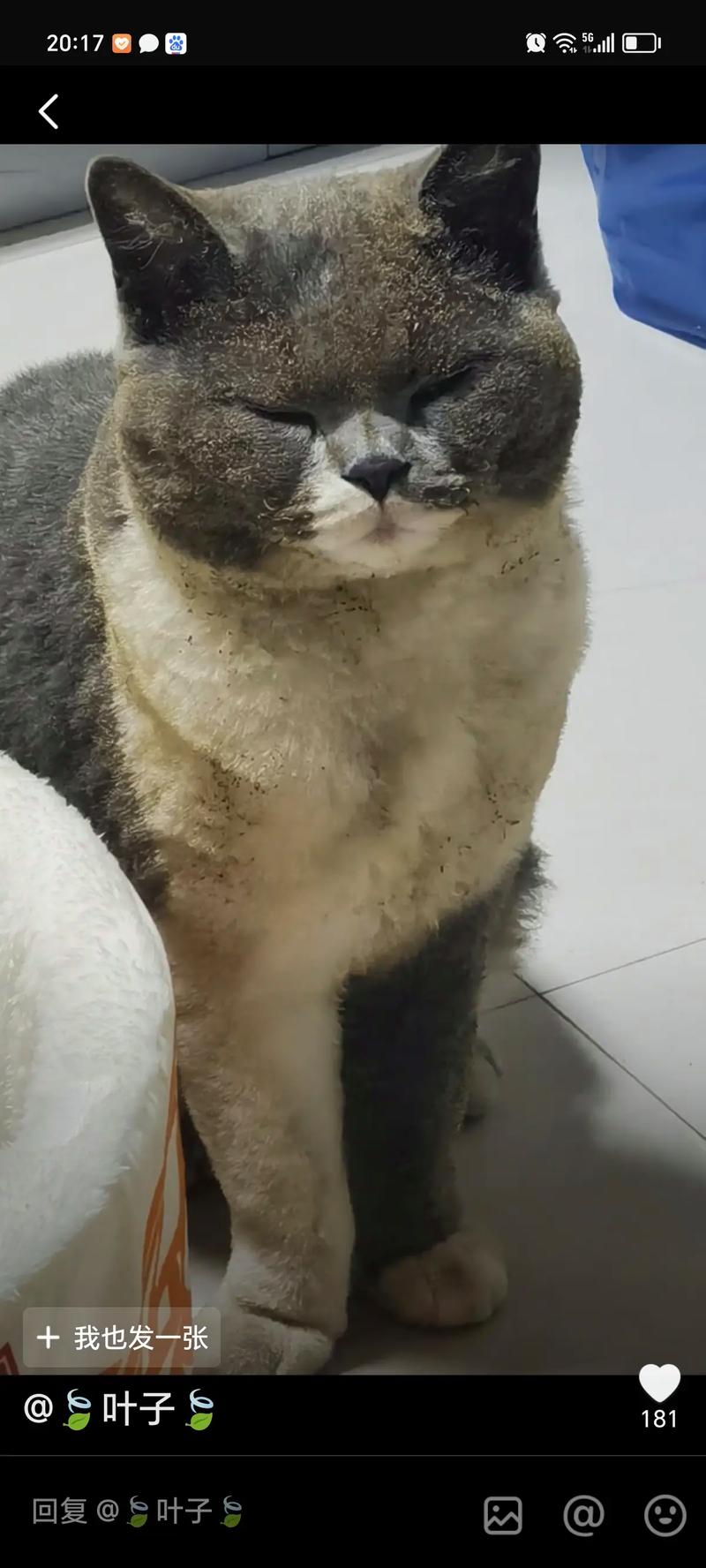 猫咪的胡子断了_猫咪的胡子可以剪吗-第3张图片-后鲨宠物 猫咪的胡子断了_猫咪的胡子可以剪吗-第3张图片-后鲨宠物