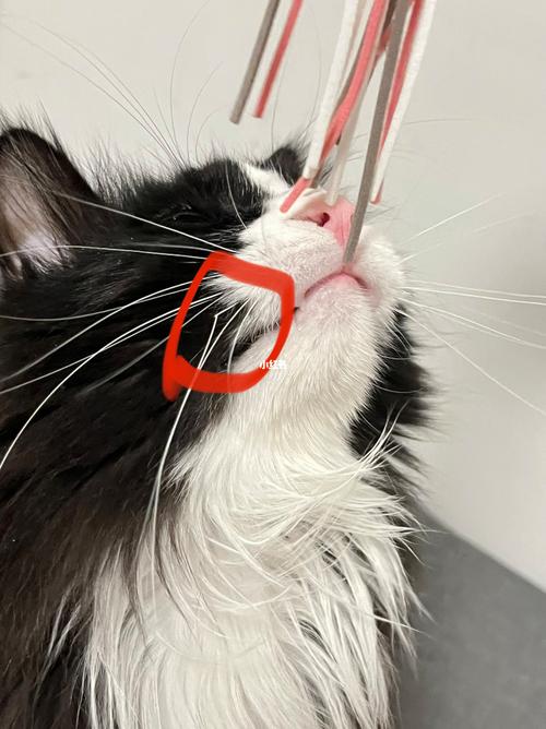 猫咪的胡子断了_猫咪的胡子可以剪吗-第4张图片-后鲨宠物 猫咪的胡子断了_猫咪的胡子可以剪吗-第4张图片-后鲨宠物