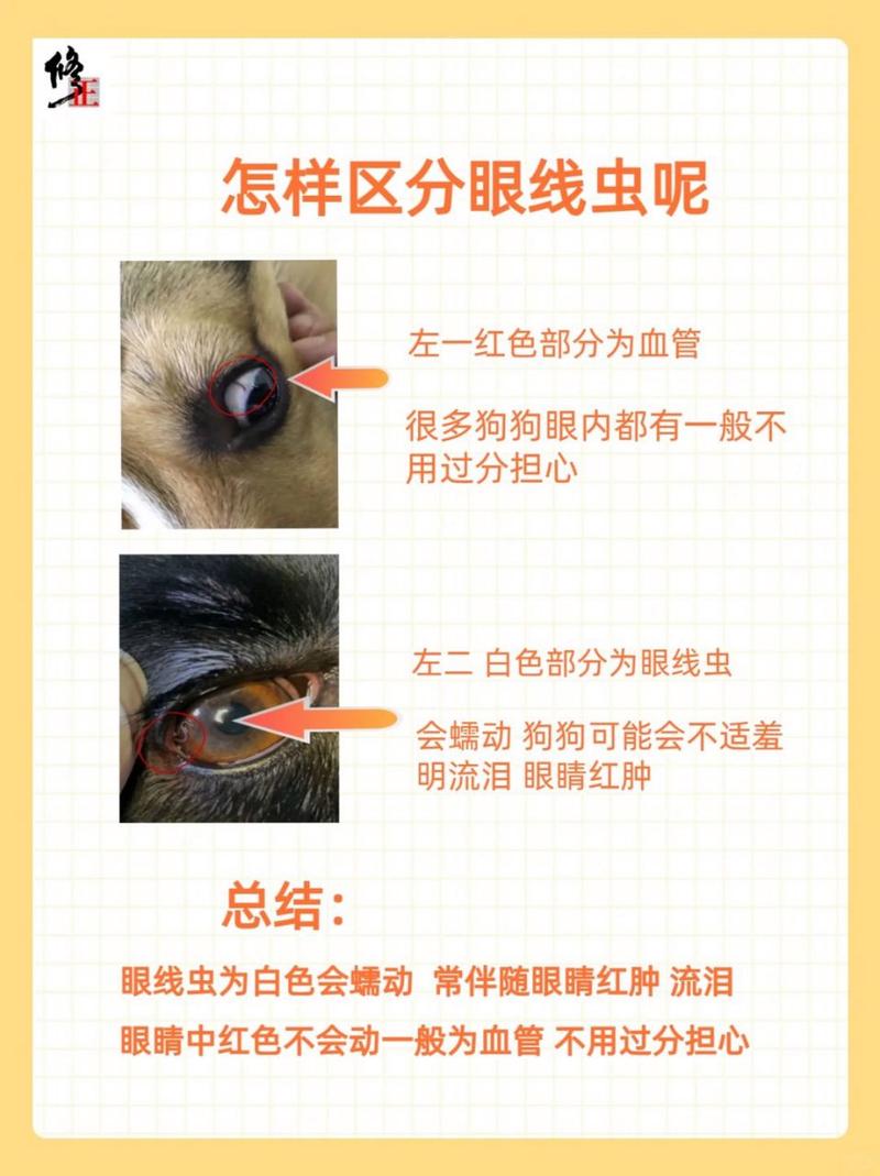 狗狗拉线虫是什么原因,狗狗拉线条虫图片-第1张图片-后鲨宠物 狗狗拉线虫是什么原因,狗狗拉线条虫图片-第1张图片-后鲨宠物