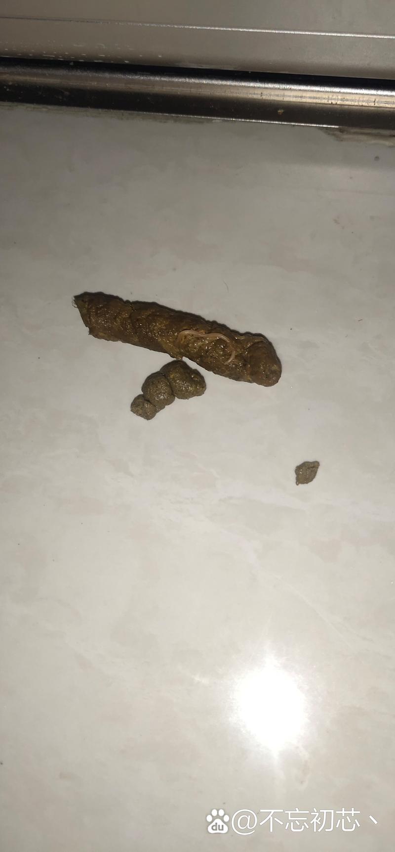 狗狗拉线虫是什么原因,狗狗拉线条虫图片-第2张图片-后鲨宠物 狗狗拉线虫是什么原因,狗狗拉线条虫图片-第2张图片-后鲨宠物