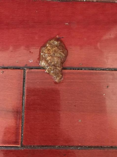 狗狗拉线虫是什么原因,狗狗拉线条虫图片-第5张图片-后鲨宠物 狗狗拉线虫是什么原因,狗狗拉线条虫图片-第5张图片-后鲨宠物