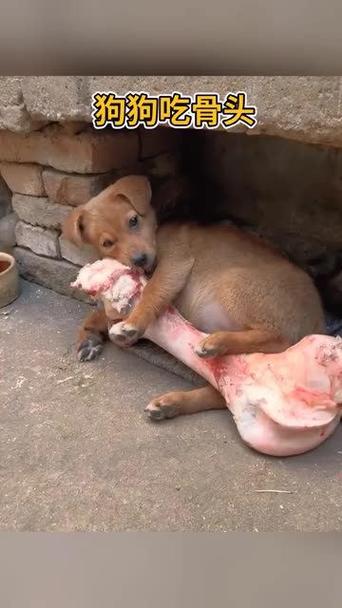 狗狗可以吃骨头吗_狗狗可以吃骨头吗有营养吗-第1张图片-后鲨宠物 狗狗可以吃骨头吗_狗狗可以吃骨头吗有营养吗-第1张图片-后鲨宠物