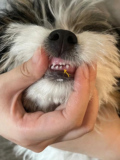 泰迪狗狗几个月换牙_泰迪几个月换牙泰迪狗多大就乖了-第1张图片-后鲨宠物 泰迪狗狗几个月换牙_泰迪几个月换牙泰迪狗多大就乖了-第1张图片-后鲨宠物