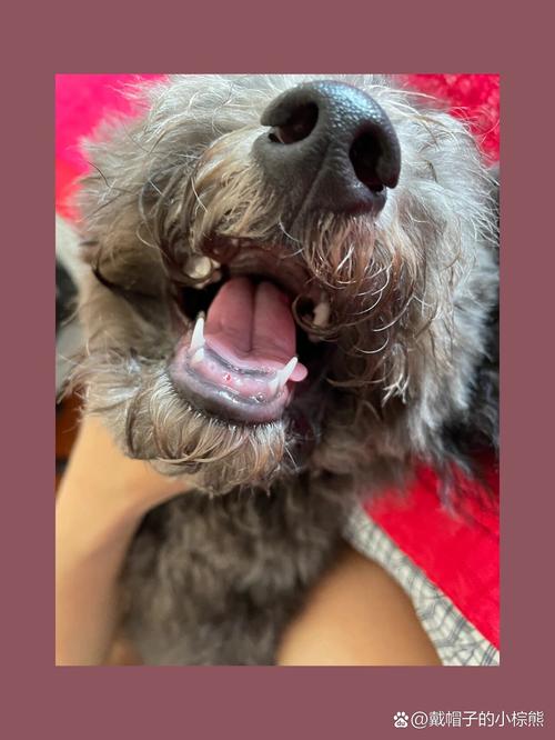 泰迪狗狗几个月换牙_泰迪几个月换牙泰迪狗多大就乖了-第3张图片-后鲨宠物 泰迪狗狗几个月换牙_泰迪几个月换牙泰迪狗多大就乖了-第3张图片-后鲨宠物