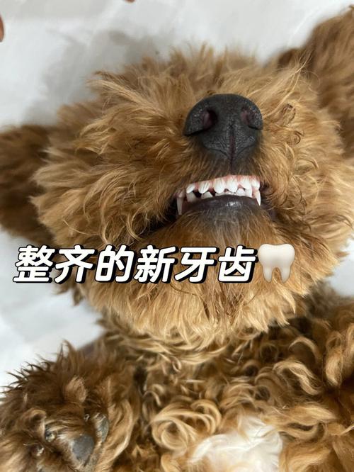 泰迪狗狗几个月换牙_泰迪几个月换牙泰迪狗多大就乖了-第5张图片-后鲨宠物 泰迪狗狗几个月换牙_泰迪几个月换牙泰迪狗多大就乖了-第5张图片-后鲨宠物