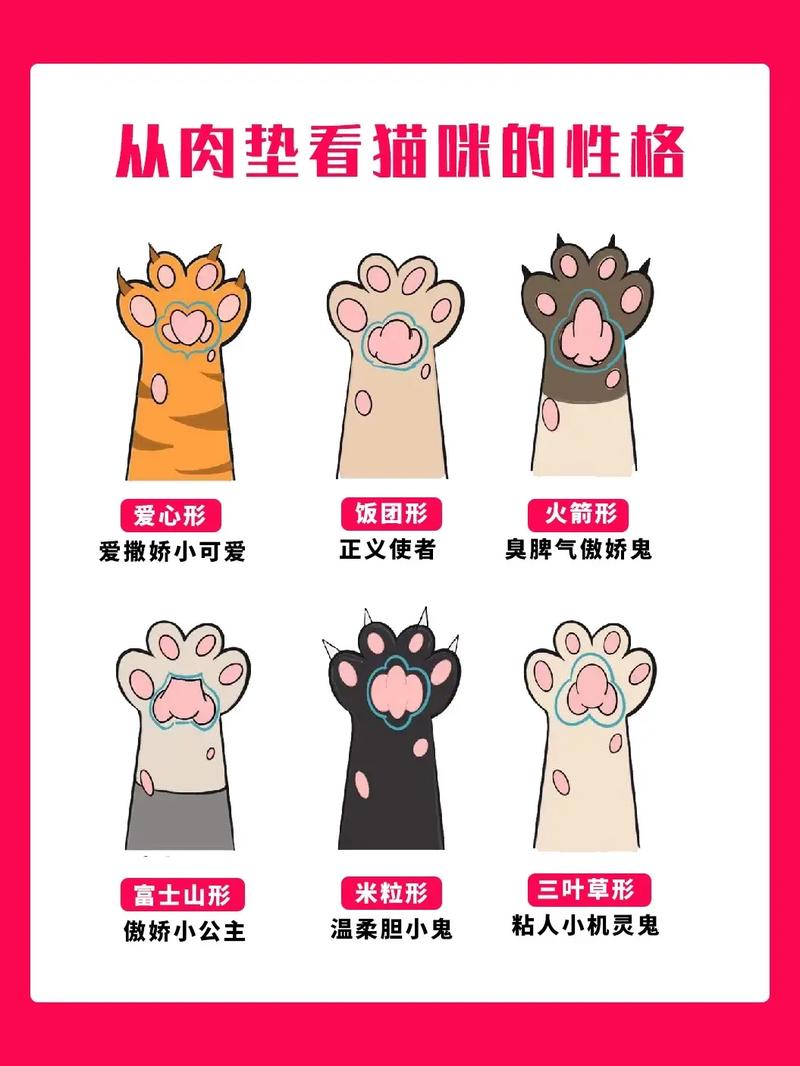 猫咪怎么洗澡和护理,猫咪要怎样洗澡-第5张图片-后鲨宠物 猫咪怎么洗澡和护理,猫咪要怎样洗澡-第5张图片-后鲨宠物