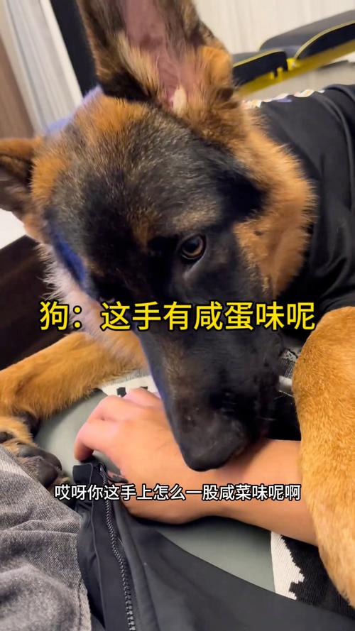 狗狗吃了咸鸭蛋怎么办_狗吃了一整颗咸鸭蛋怎么办-第2张图片-后鲨宠物 狗狗吃了咸鸭蛋怎么办_狗吃了一整颗咸鸭蛋怎么办-第2张图片-后鲨宠物