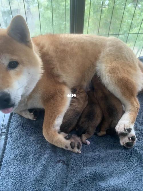 狗狗吃了咸鸭蛋怎么办_狗吃了一整颗咸鸭蛋怎么办-第3张图片-后鲨宠物 狗狗吃了咸鸭蛋怎么办_狗吃了一整颗咸鸭蛋怎么办-第3张图片-后鲨宠物