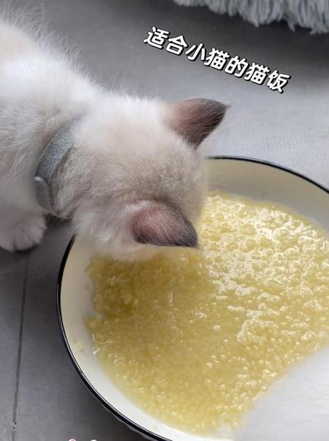 猫咪能吃小米粥吗,猫咪能吃小米粥吗有营养吗-第1张图片-后鲨宠物 猫咪能吃小米粥吗,猫咪能吃小米粥吗有营养吗-第1张图片-后鲨宠物