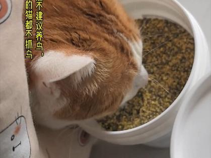 猫咪能吃小米粥吗,猫咪能吃小米粥吗有营养吗-第3张图片-后鲨宠物 猫咪能吃小米粥吗,猫咪能吃小米粥吗有营养吗-第3张图片-后鲨宠物