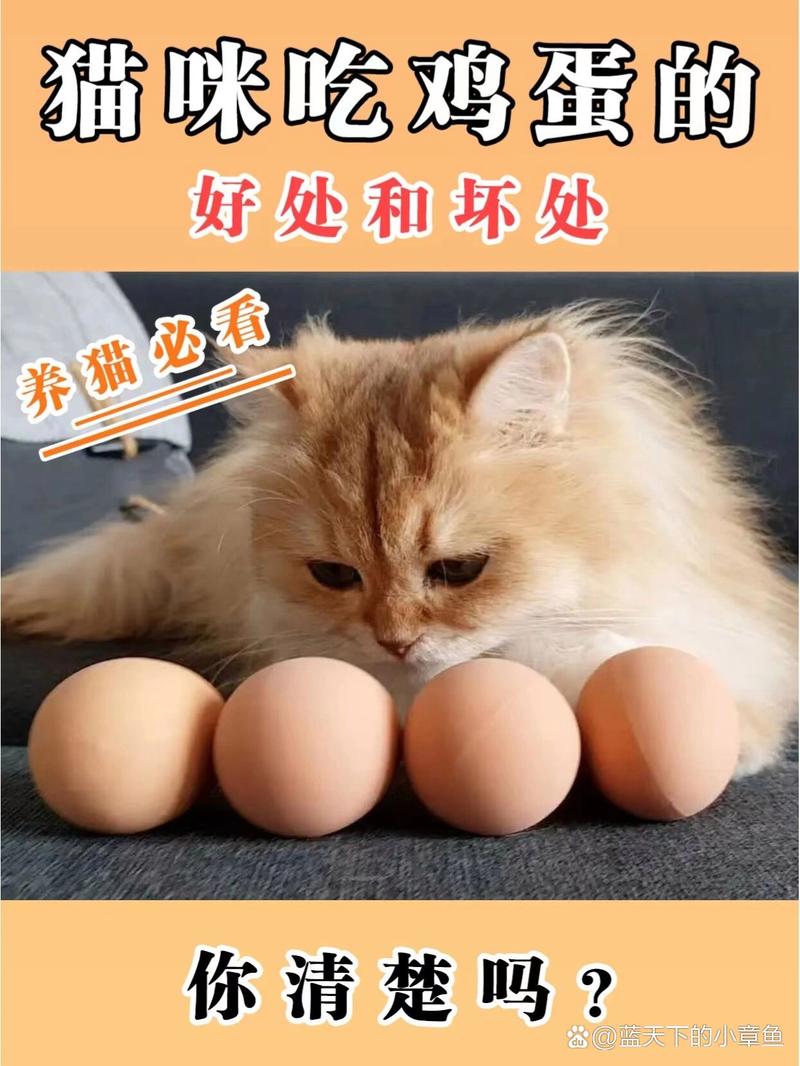 猫咪能吃生鸡肉吗,猫咪能吃生鸡肉吗会中毒吗-第6张图片-后鲨宠物 猫咪能吃生鸡肉吗,猫咪能吃生鸡肉吗会中毒吗-第6张图片-后鲨宠物