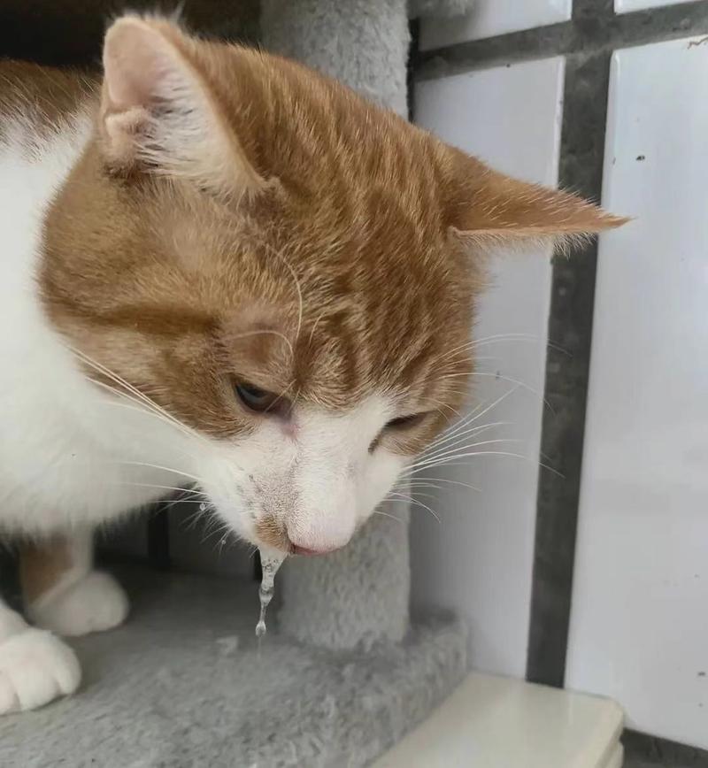 猫咪呕吐不吃饭,猫咪呕吐不吃饭是怎么回事?-第4张图片-后鲨宠物 猫咪呕吐不吃饭,猫咪呕吐不吃饭是怎么回事?-第4张图片-后鲨宠物