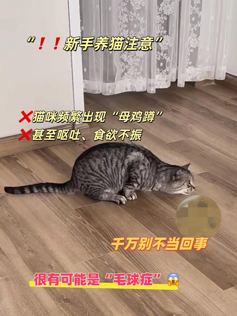 猫咪呕吐不吃饭,猫咪呕吐不吃饭是怎么回事?-第5张图片-后鲨宠物 猫咪呕吐不吃饭,猫咪呕吐不吃饭是怎么回事?-第5张图片-后鲨宠物