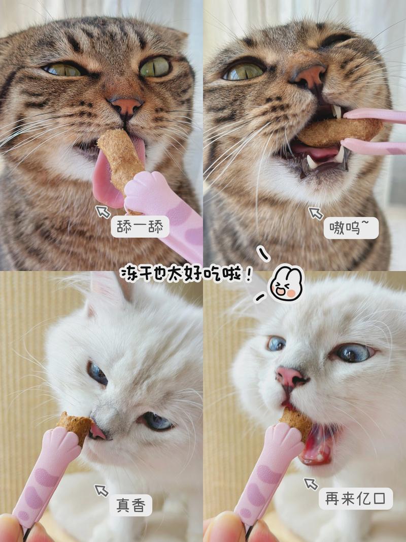 猫咪呼吸声音重像鼻塞_猫咪呼吸声音重像鼻塞能自愈吗-第3张图片-后鲨宠物 猫咪呼吸声音重像鼻塞_猫咪呼吸声音重像鼻塞能自愈吗-第3张图片-后鲨宠物