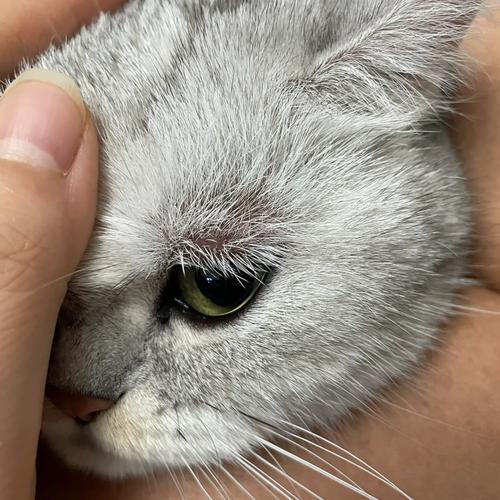 猫咪眼睛肿了怎么办_猫咪眼睛肿了怎么办用什么药-第2张图片-后鲨宠物 猫咪眼睛肿了怎么办_猫咪眼睛肿了怎么办用什么药-第2张图片-后鲨宠物