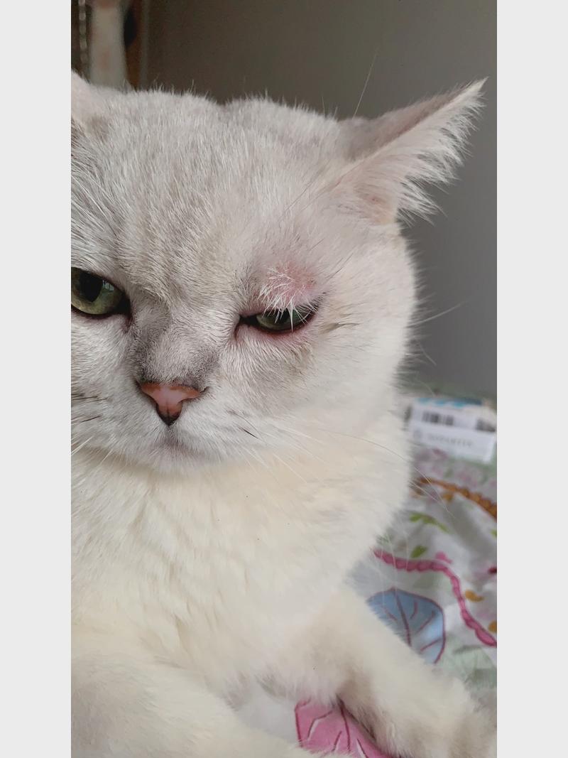猫咪眼睛肿了怎么办_猫咪眼睛肿了怎么办用什么药-第3张图片-后鲨宠物 猫咪眼睛肿了怎么办_猫咪眼睛肿了怎么办用什么药-第3张图片-后鲨宠物