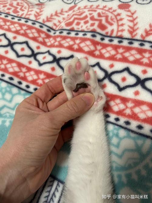 猫咪为什么不让摸爪子,为什么猫咪不让主人摸爪爪-第2张图片-后鲨宠物 猫咪为什么不让摸爪子,为什么猫咪不让主人摸爪爪-第2张图片-后鲨宠物