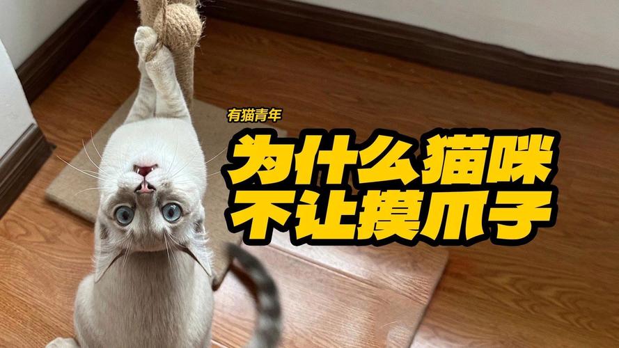 猫咪为什么不让摸爪子,为什么猫咪不让主人摸爪爪-第3张图片-后鲨宠物 猫咪为什么不让摸爪子,为什么猫咪不让主人摸爪爪-第3张图片-后鲨宠物