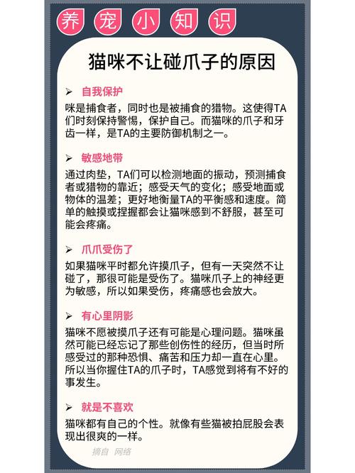 猫咪为什么不让摸爪子,为什么猫咪不让主人摸爪爪-第5张图片-后鲨宠物 猫咪为什么不让摸爪子,为什么猫咪不让主人摸爪爪-第5张图片-后鲨宠物