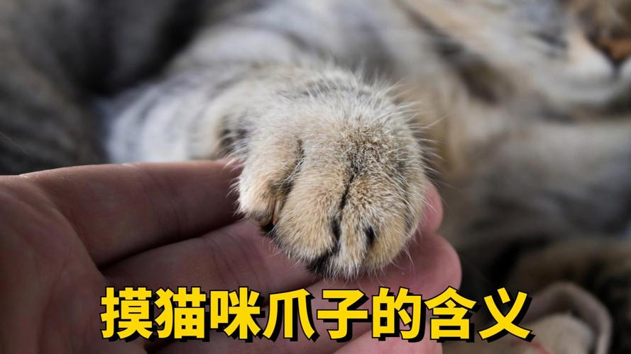 猫咪为什么不让摸爪子,为什么猫咪不让主人摸爪爪-第6张图片-后鲨宠物 猫咪为什么不让摸爪子,为什么猫咪不让主人摸爪爪-第6张图片-后鲨宠物