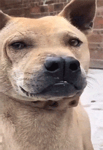 狗狗冷的发抖怎么办_狗狗冷得发抖怎么办-第3张图片-后鲨宠物 狗狗冷的发抖怎么办_狗狗冷得发抖怎么办-第3张图片-后鲨宠物