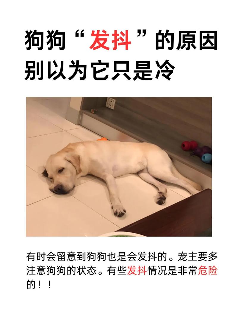 狗狗冷的发抖怎么办_狗狗冷得发抖怎么办-第2张图片-后鲨宠物 狗狗冷的发抖怎么办_狗狗冷得发抖怎么办-第2张图片-后鲨宠物