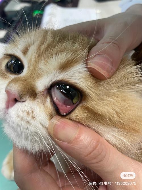 猫咪结膜炎的症状_猫咪结膜炎能自愈吗-第3张图片-后鲨宠物 猫咪结膜炎的症状_猫咪结膜炎能自愈吗-第3张图片-后鲨宠物