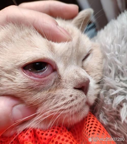 猫咪结膜炎的症状_猫咪结膜炎能自愈吗-第4张图片-后鲨宠物 猫咪结膜炎的症状_猫咪结膜炎能自愈吗-第4张图片-后鲨宠物