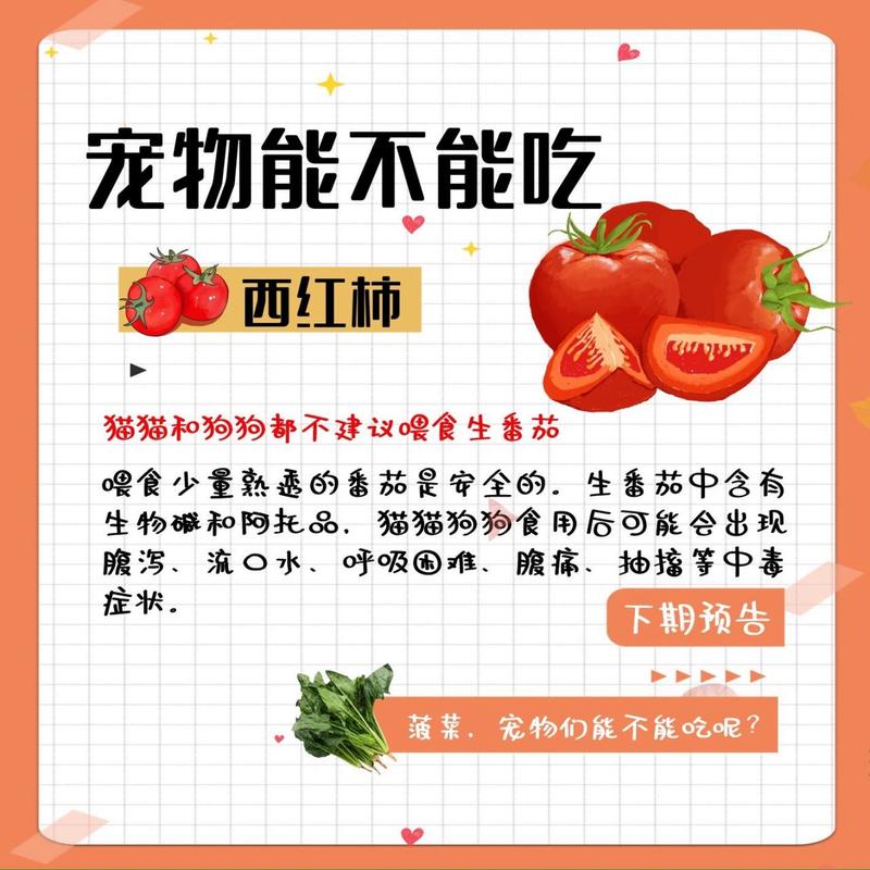 猫咪可以吃番茄吗,小猫咪可以吃番茄?-第1张图片-后鲨宠物 猫咪可以吃番茄吗,小猫咪可以吃番茄?-第1张图片-后鲨宠物