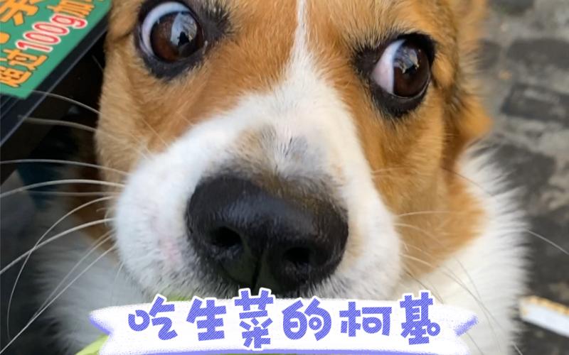 狗狗可以吃菜吗,狗狗可以吃菜嘛?-第1张图片-后鲨宠物 狗狗可以吃菜吗,狗狗可以吃菜嘛?-第1张图片-后鲨宠物