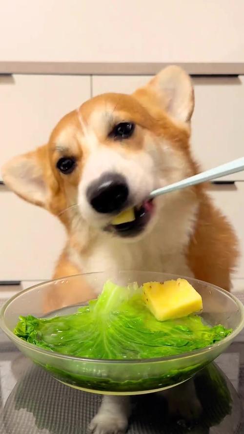 狗狗可以吃菜吗,狗狗可以吃菜嘛?-第2张图片-后鲨宠物 狗狗可以吃菜吗,狗狗可以吃菜嘛?-第2张图片-后鲨宠物