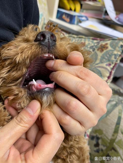 狗狗几岁开始掉牙_狗狗几岁开始掉牙齿-第1张图片-后鲨宠物 狗狗几岁开始掉牙_狗狗几岁开始掉牙齿-第1张图片-后鲨宠物