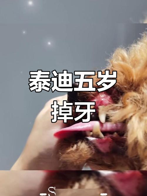 狗狗几岁开始掉牙_狗狗几岁开始掉牙齿-第4张图片-后鲨宠物 狗狗几岁开始掉牙_狗狗几岁开始掉牙齿-第4张图片-后鲨宠物